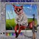 Cash Fox #26