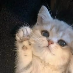 kitty