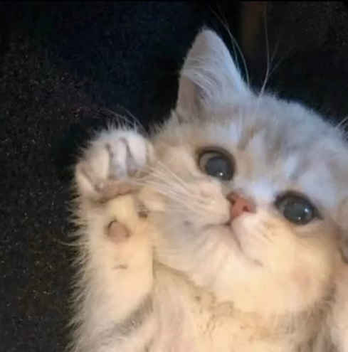 kitty
