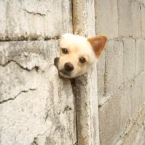WALLDOG