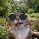 CHAOSCATS #1760