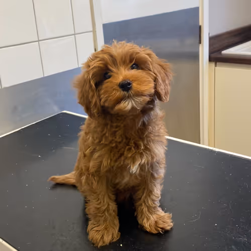 NILLA