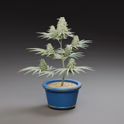 WEST WEED #0225