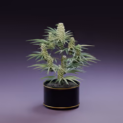 WEST WEED #0415