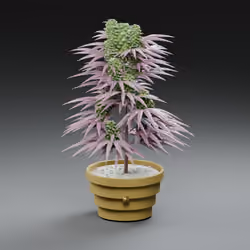 WEST WEED #0221