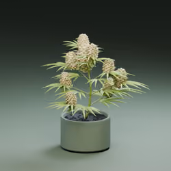 WEST WEED #0226
