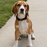 ROSIE
