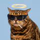 Crying Cat #437