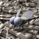 Cash Fly