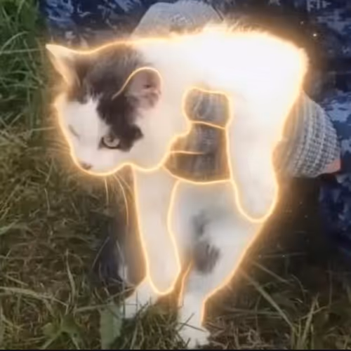 DRUGCAT