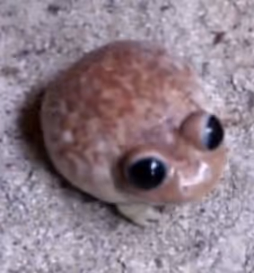 FROGPOND