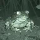 Shell FRONG