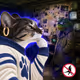 Thinking Cat #5422