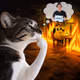 Thinking Cat #1130