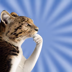 Thinking Cat #1534
