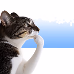 Thinking Cat #6567