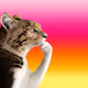 Thinking Cat #1469