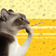 Thinking Cat #460