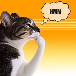 Thinking Cat #9342