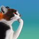 Thinking Cat #3403