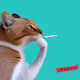 Thinking Cat #8852