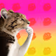Thinking Cat #6903