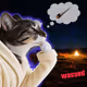 Catsbag