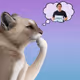 Thinking Cat #3437