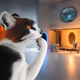 Thinking Cat #9301