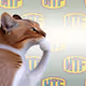 6407