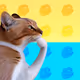 Thinking Cat #9948