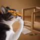 Thinking Cat #473