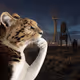 Thinking Cat #7906