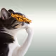 Thinking Cat #1895