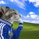 Thinking Cat #8038