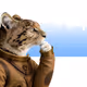 Thinking Cat #9812