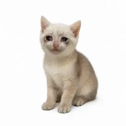 CASHKITTEN