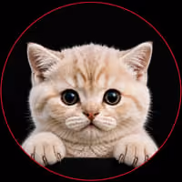 MEOW
