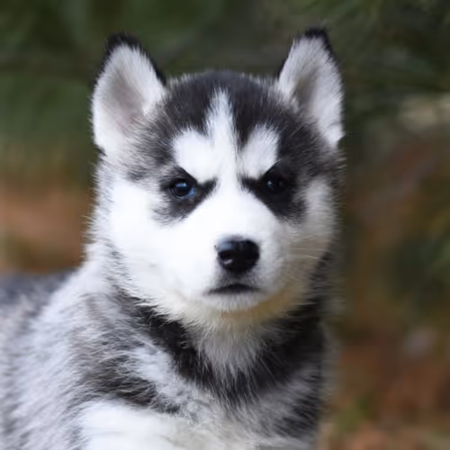 FLOOF