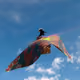 Let's Fly