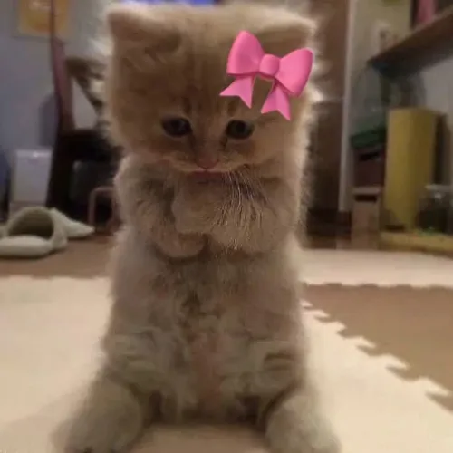 BOW