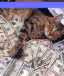 CASHCAT.BIZ