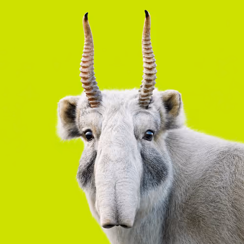 SAIGA