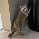 ROCKET