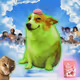 Cash Dogs #211