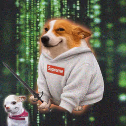 Cash Dogs #5972