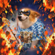 Cash Dogs #9428