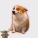 7253
