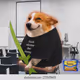 Cash Dogs #9769