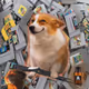 Cash Dogs #8890